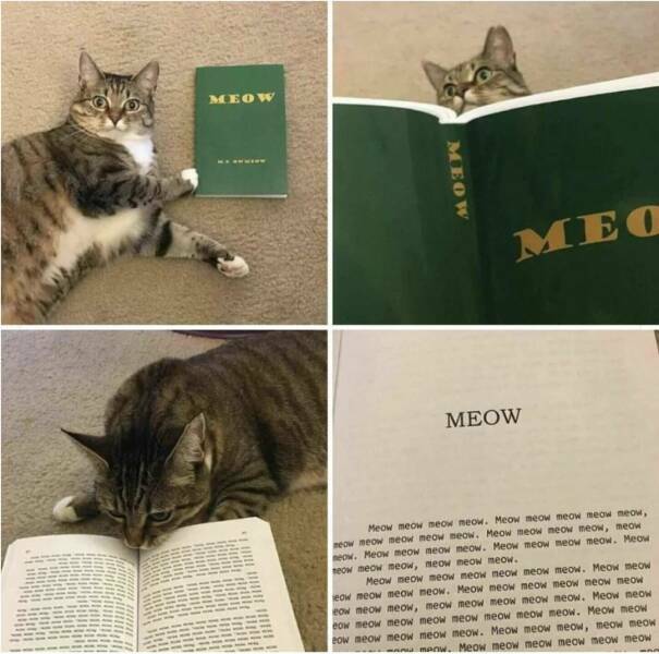 meow2.jpg