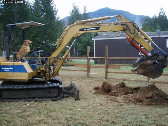 mom_the_dog_digging_in_the_yard_again.jpg