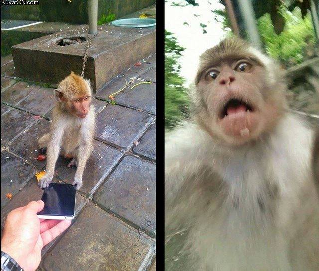 monkey_reaction_to_the_front_facing_camera.jpg