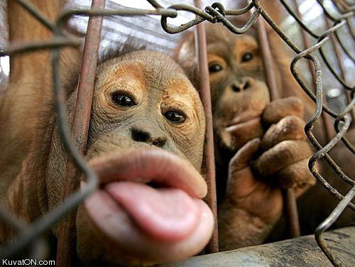 monkeys2.jpg