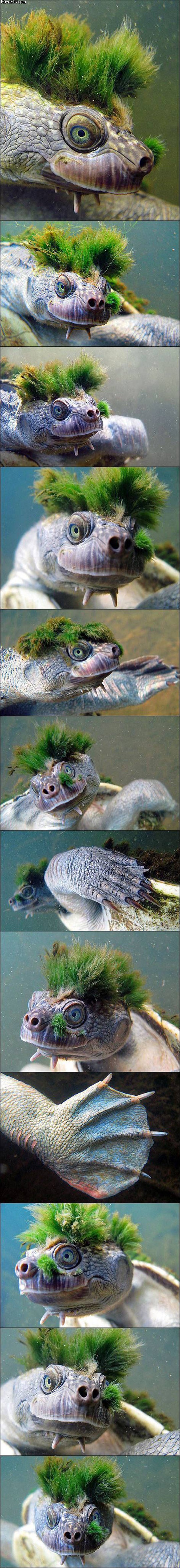 moss_turtle_and_you_thought_you_had_a_bad_hair_day.jpg