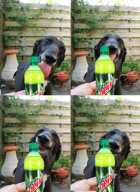 mountain_dew_dog.jpg