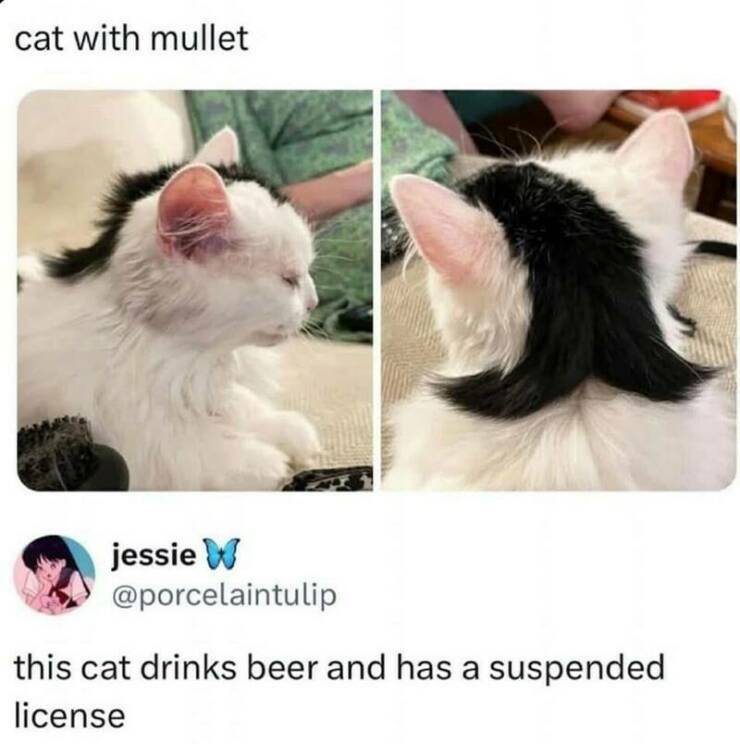 mulletcat.jpg