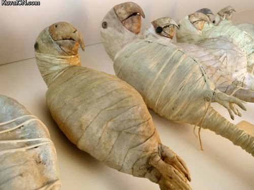 mummified_parrots.jpg