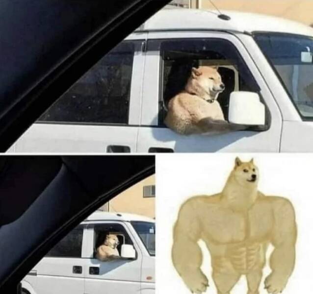 muscledog.jpg