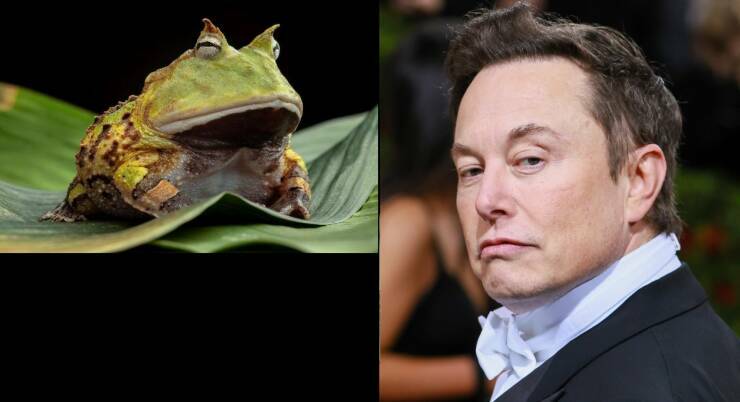 muskfrog.jpg