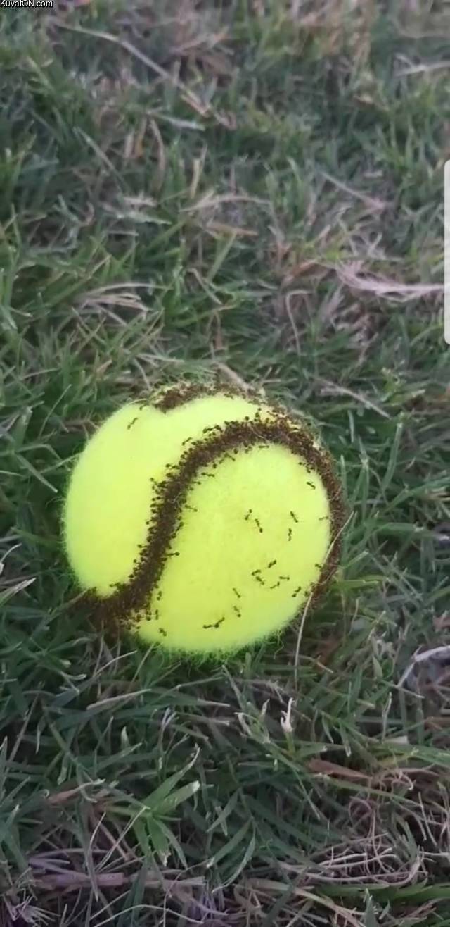 muurahaiset_ja_tennispallo.jpg