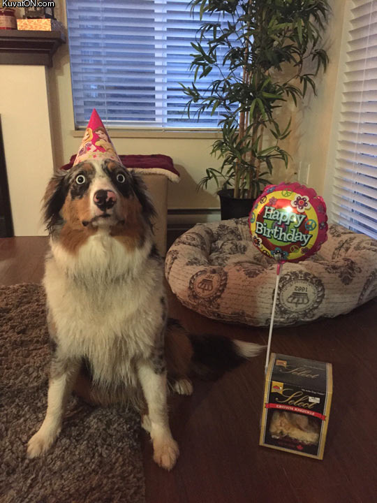 my_dog_is_horrified_that_its_her_birthday.jpg