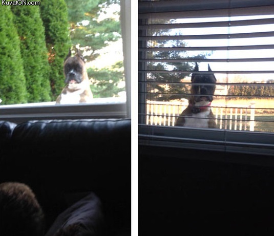 my_neighbors_dog_is_a_stalker.jpg