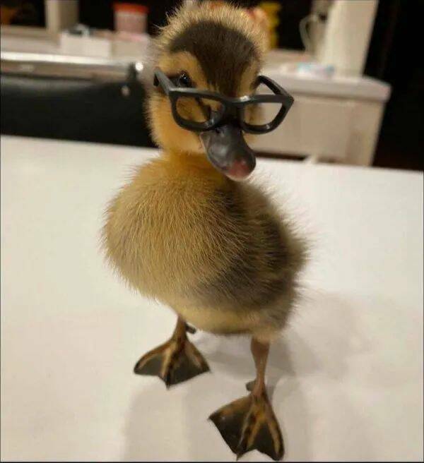 nerdduck.jpg