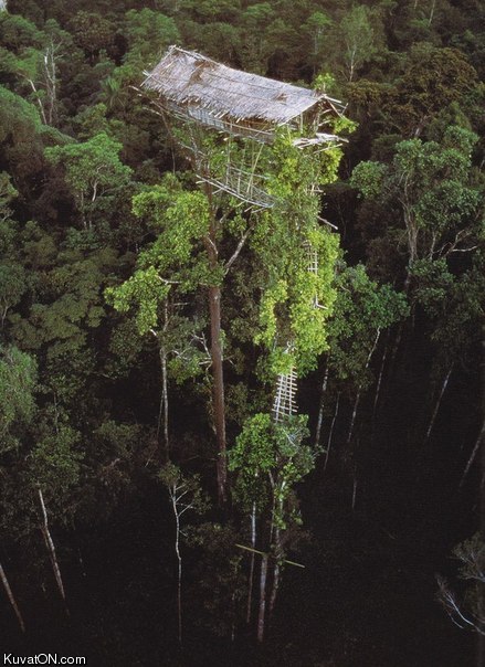 new_guinean_treehouse.jpg