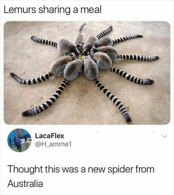 new_spider.jpg