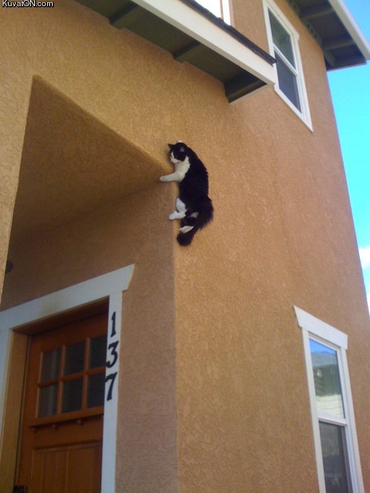 ninja_cat.jpg