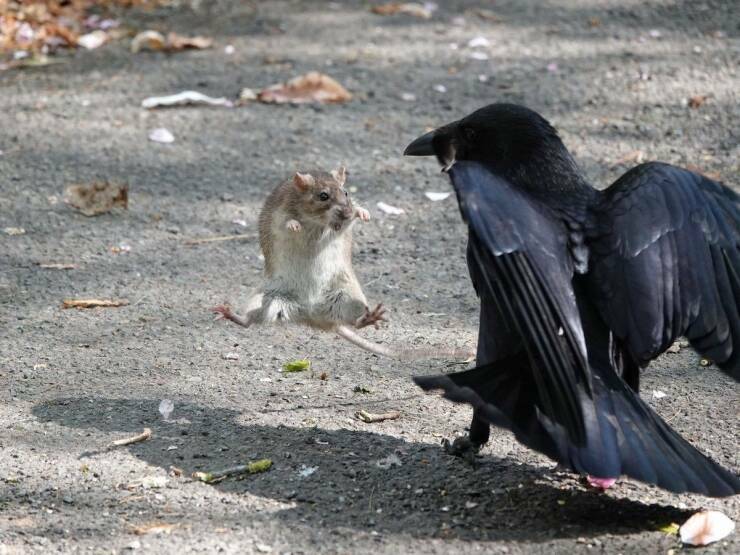 ninja_rat_vs_crow.jpg