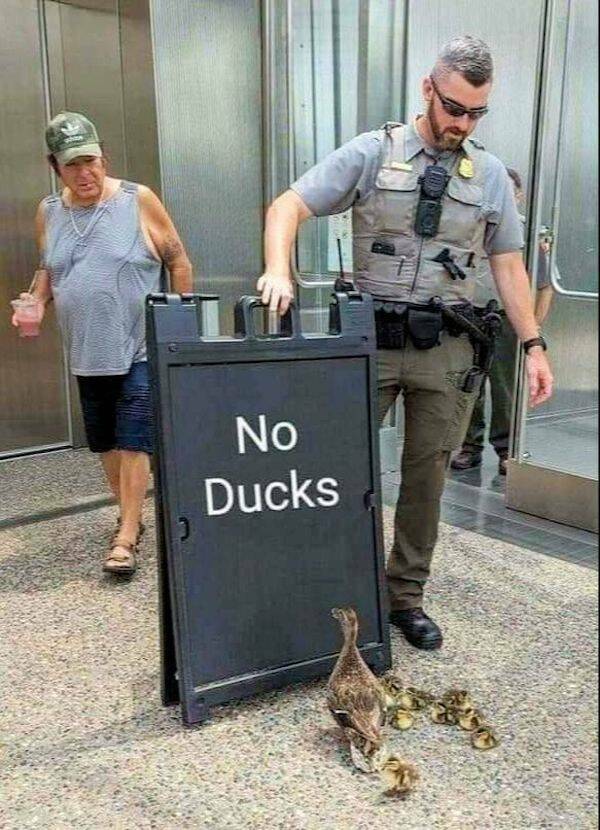 no_ducks.jpg