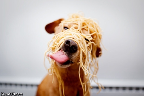 noodle_dog.jpg