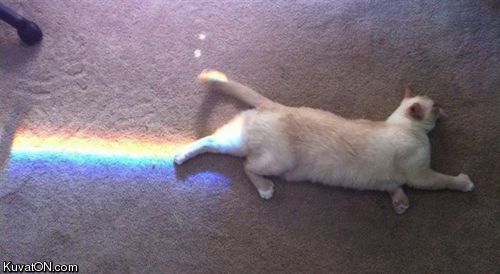 nyan_cat.jpg