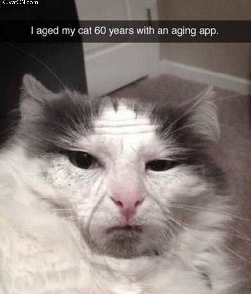 old_cat_4.jpg