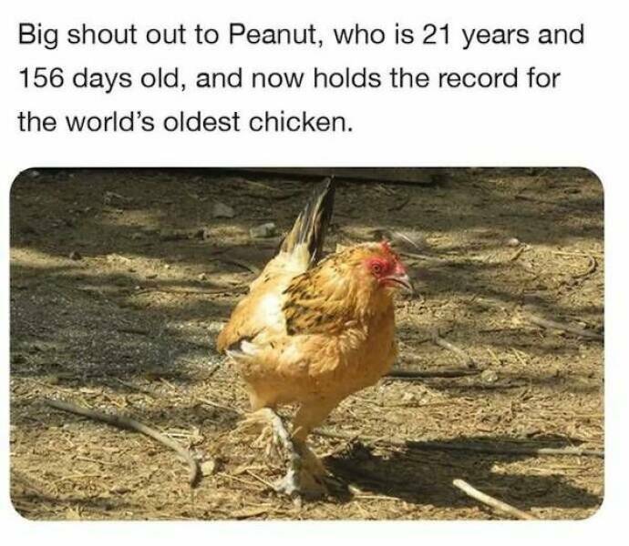 old_chicken.jpg