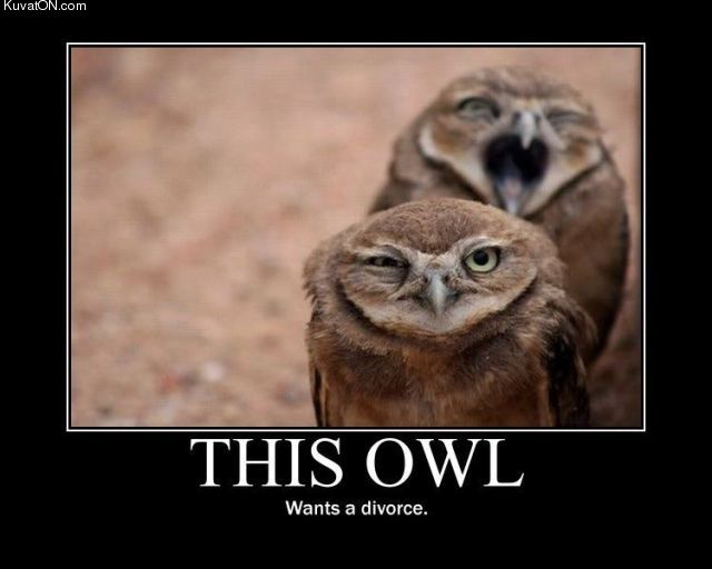 owl_divorce.jpg