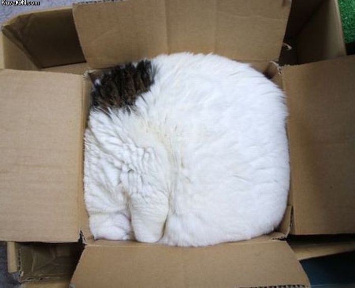 packaged_cat.jpg