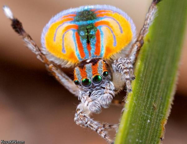 peacock_spider.jpeg