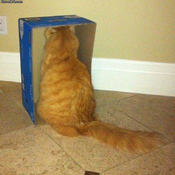 penalty_box_cat.jpg