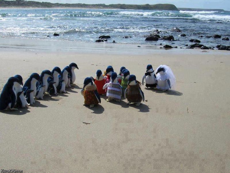 penguin_wedding.jpg