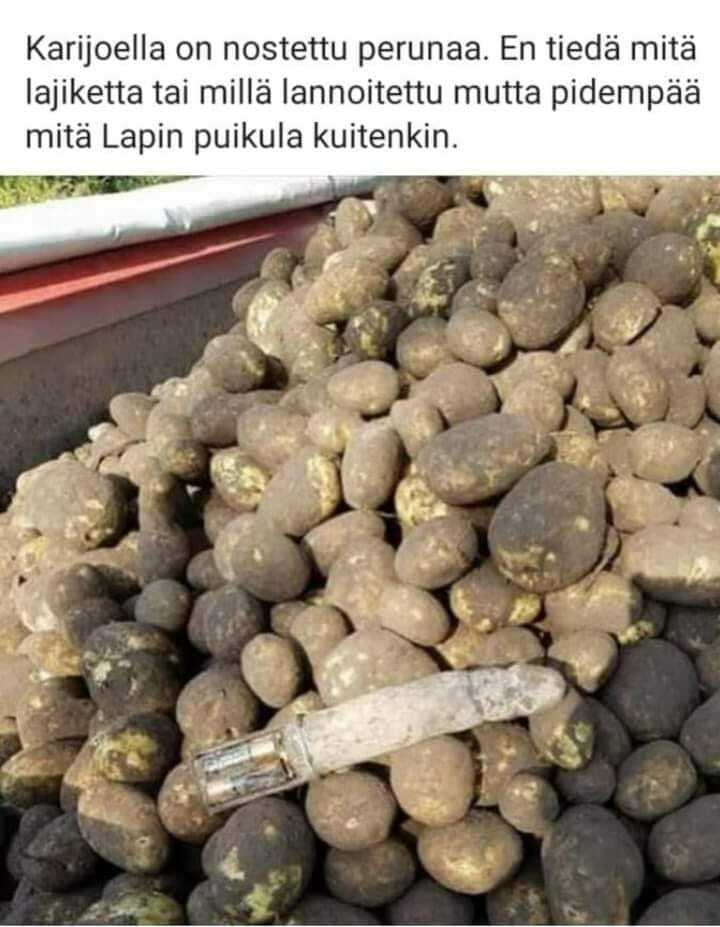 perunaa.jpg