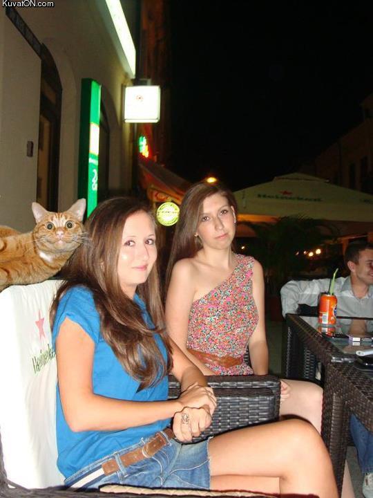 photo_bomb_cat.jpg