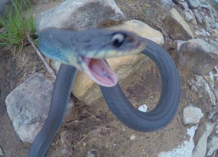 photobombsnake.jpg