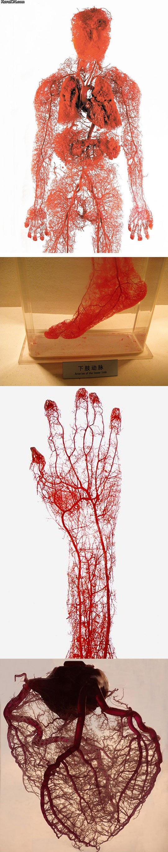 photos_of_blood_vessels_in_the_human_body.jpg