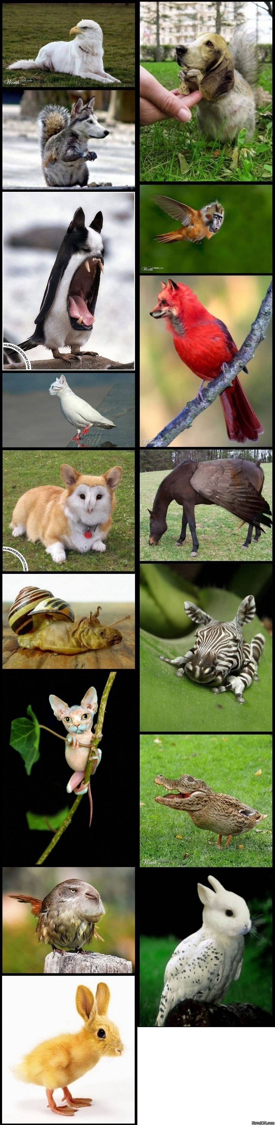 photoshop_animals.jpg