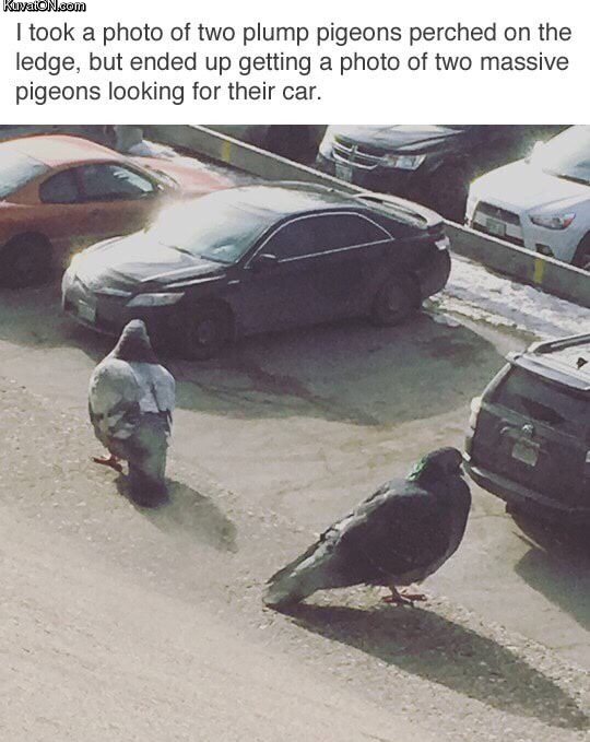 pigeons4.jpg