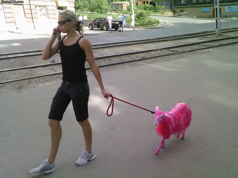 pink_pet.jpg