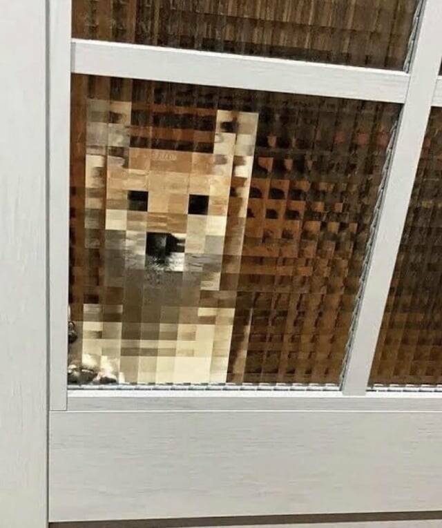 pixeldoge.jpg