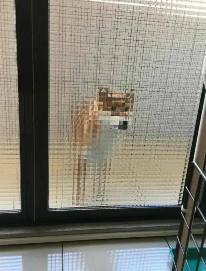 pixeldoge3.jpg