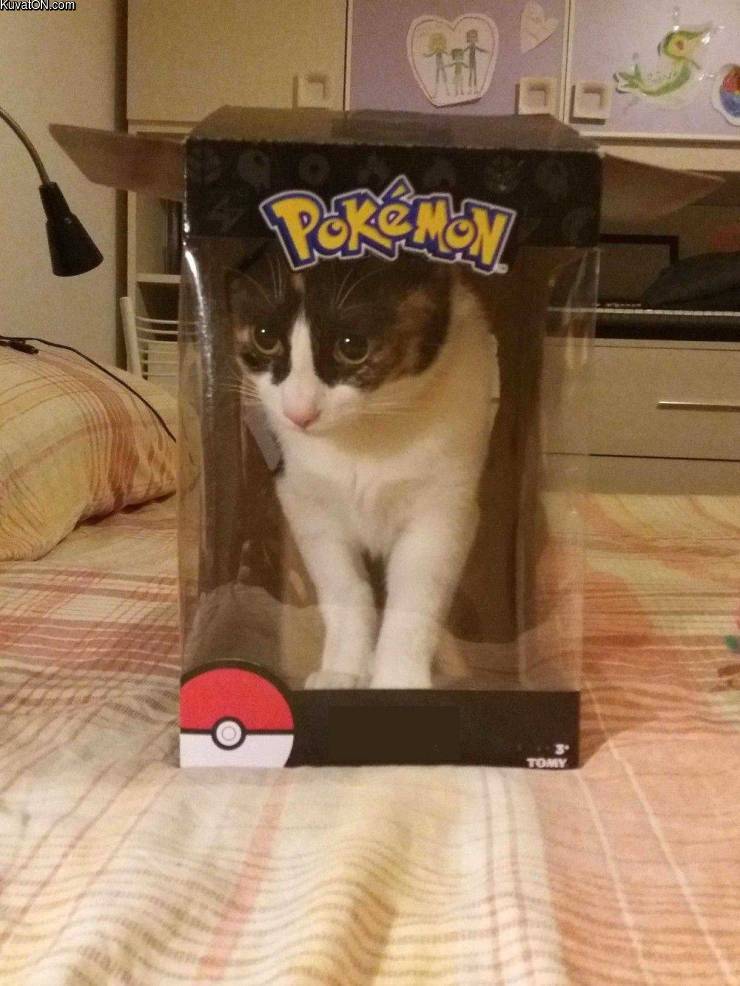 pokecat.jpg