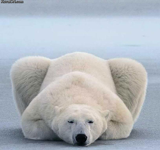 polar_bear_lying_down_like_a_cat.jpg