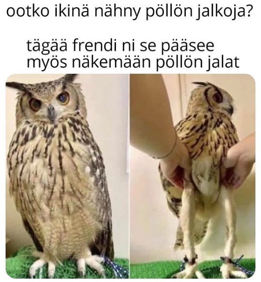 pollo4.jpg