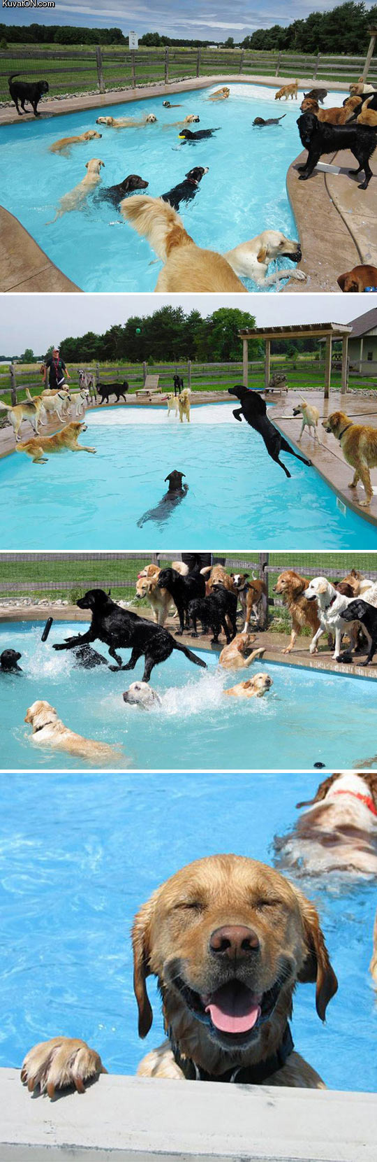 pool_party_for_dogs.jpg