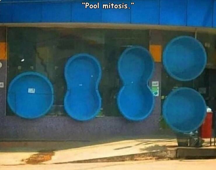 poolmitosis.jpg