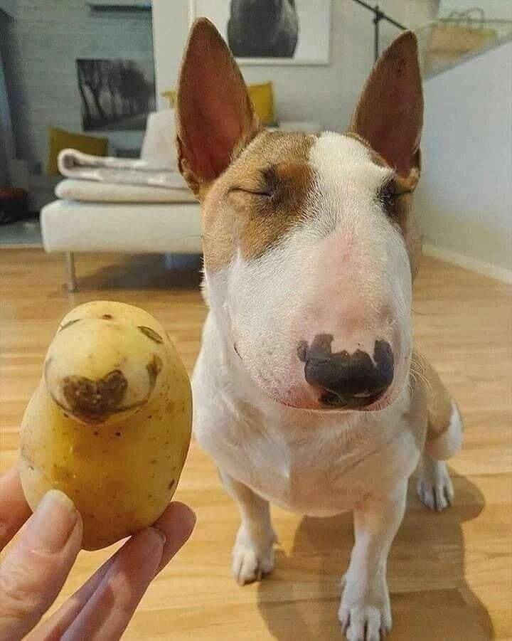 potatodoge.jpg