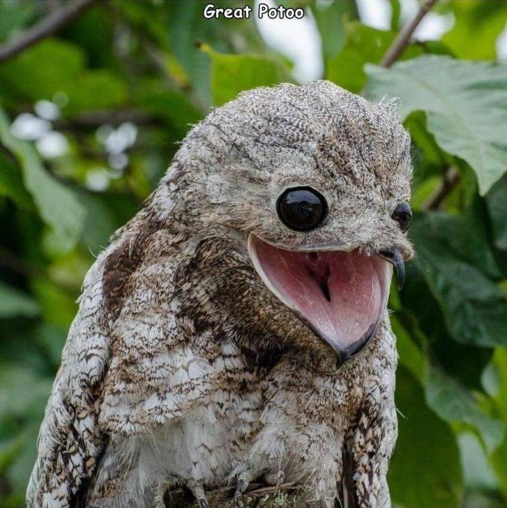 potoo.jpg