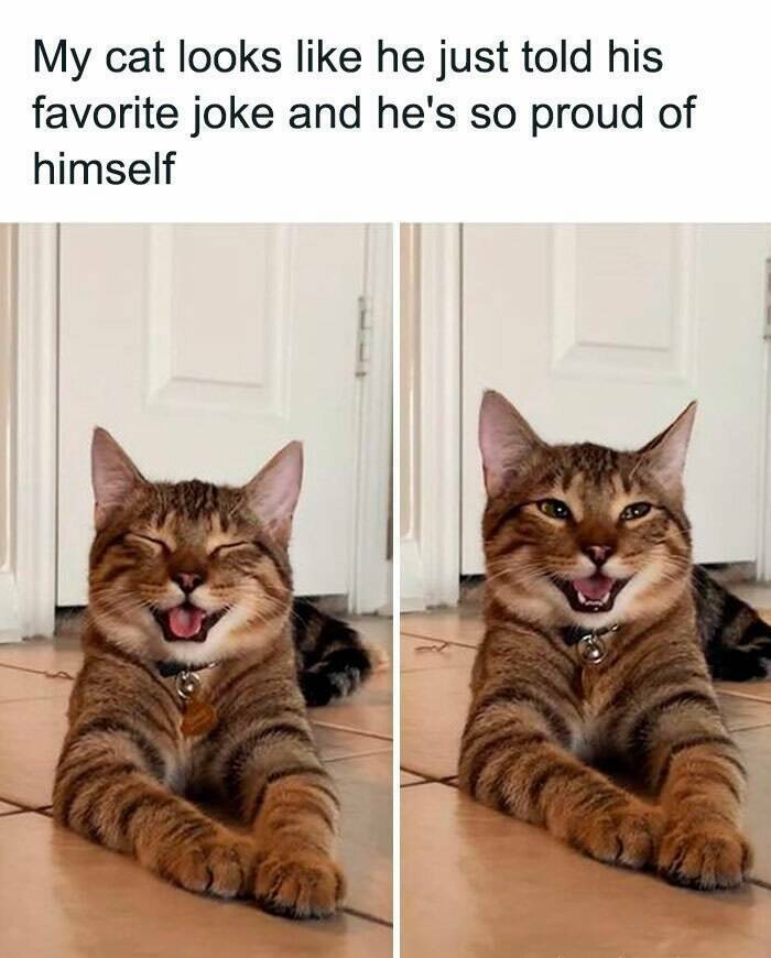 proudcat.jpg