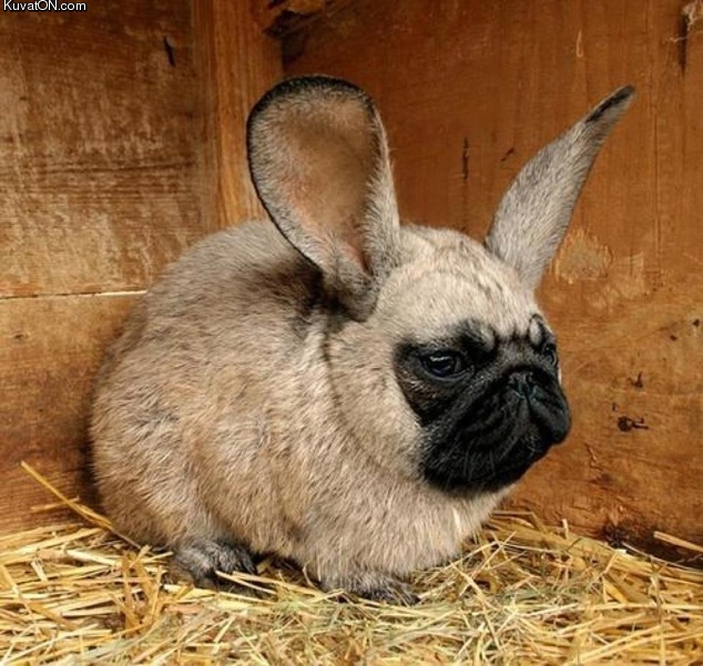 pugs_bunny.jpg