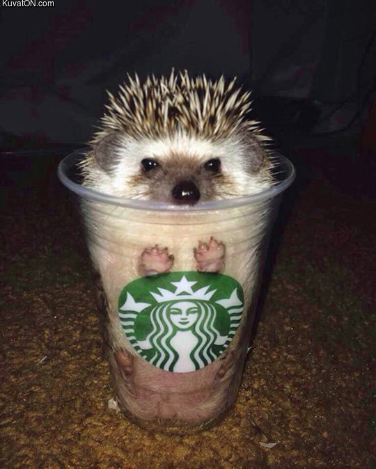 pumpkin_spikes_latte.jpg