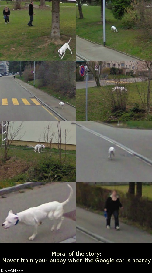 puppy_street_view.jpg