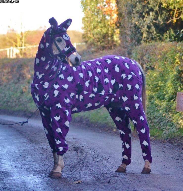 pyjamahorse.jpg