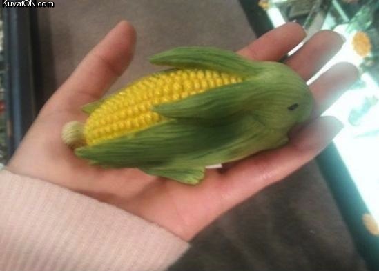 rabbit_corn.jpg